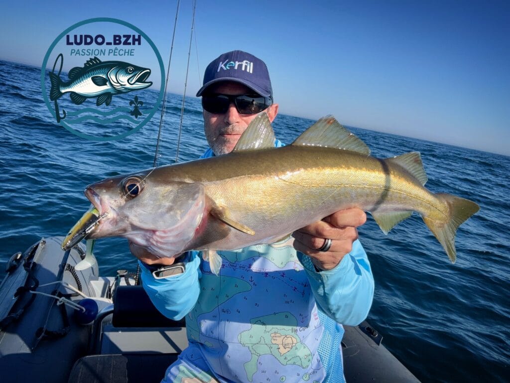 lieu jaune kerhy shad