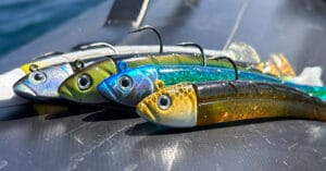 Coloris de Kerhy Shad pour la pêche du bar en début de saison