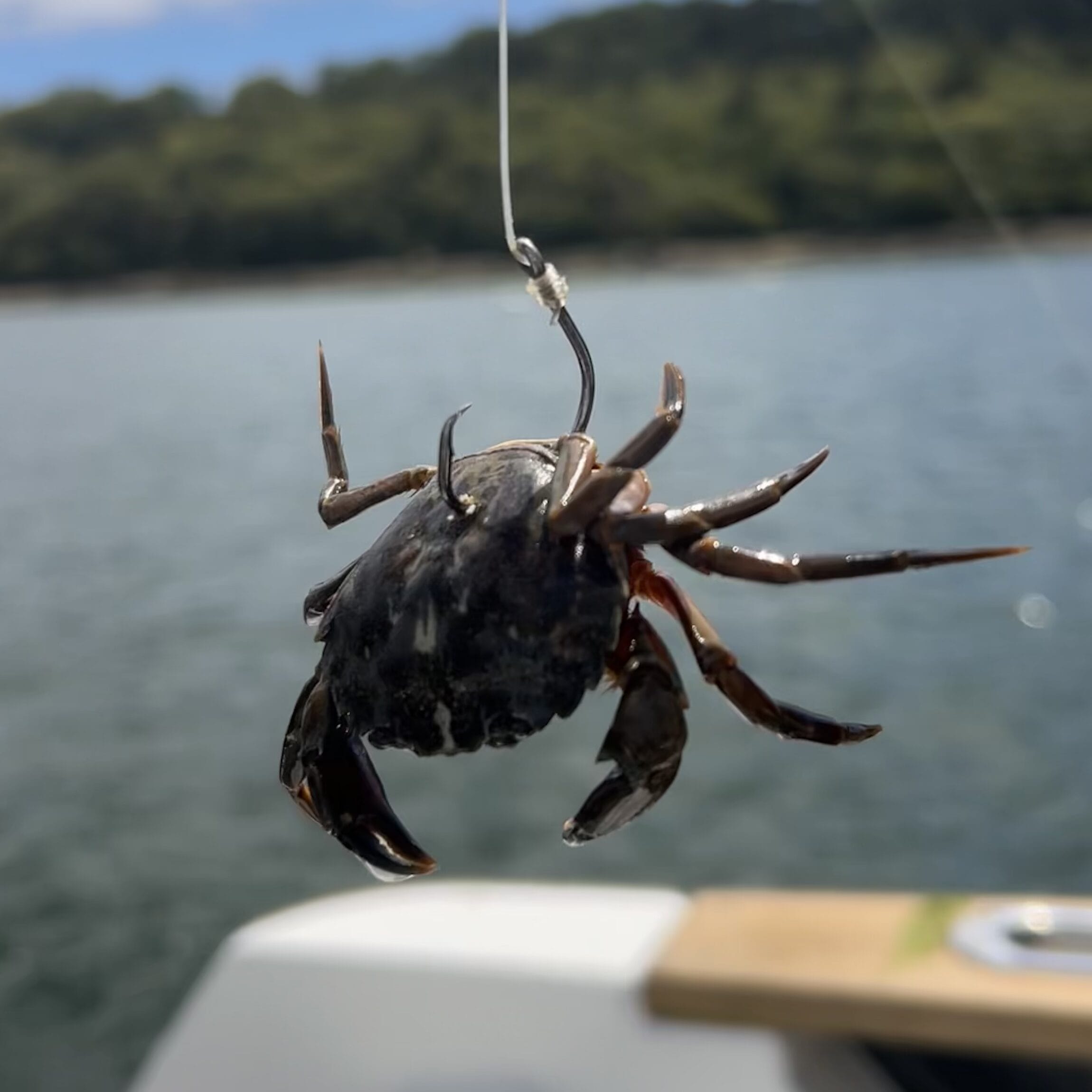 Octopus Hook Mustad - Crabe Vert