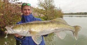 Superbe sandre pêché au shad blanc Slow-roll Shiner